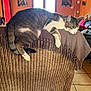 cat, tabby_cat, sleeping, armchair, blanket, indoor, furniture, home, cozy, pet, relaxation, orange_wall, window, natural_light, tile_floor, living_room, decor, household, comfort, domestic_animal
