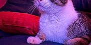 Luigi a rejoint le concours — aidez-le/la à gagner de superbes lots ! cat, tabby, couch, pillow, plush_toy, indoor, pet, fur, whiskers, relaxing, close_up, pink_lighting, purple_lighting, brick_wall, domestic_animal, cute, animal, resting, home, cozy