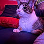 cat, tabby, couch, pillow, plush_toy, indoor, pet, fur, whiskers, relaxing, close_up, pink_lighting, purple_lighting, brick_wall, domestic_animal, cute, animal, resting, home, cozy