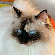 Moon a rejoint le concours — aidez-le/la à gagner de superbes lots ! cat, fluffy, blue_eyes, long_hair, pet, animal, close_up, portrait, whiskers, ears, face, fur, white_fur, dark_mask, siamese, blue_point, indoor, cozy, orange_background, grumpy_expression