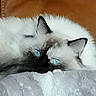 Moon a rejoint le concours — aidez-le/la à gagner de superbes lots ! cats, siamese_cats, sleeping, cuddling, blue_eyes, white_fur, dark_fur, pets, animals, kitten, blanket, bed, cozy, indoors, close_up, portrait, relaxed, snuggling, furry, home