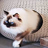 Moon participe au concours pour gagner de l'argent avec cette photo : cat, siamese_cat, blue_eyes, pet, animal, feline, indoors, basket, knitted, textured, white_fur, brown_points, dark_face, standing, paw, scratcher, floor, home, portrait, funny