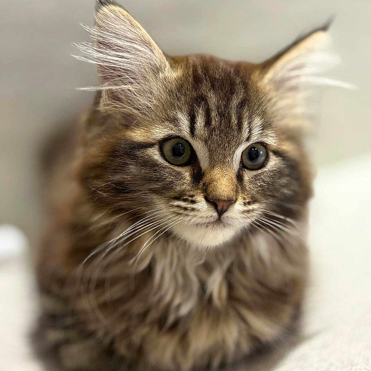 Blum a rejoint le concours — aidez-le/la à gagner de superbes lots ! animal, cat, closeup, curious, cute, ears, eyes, feline, fluffy, furry, indoor, kitten, mammal, pet, portrait, sitting, soft, tabby, whiskers, young