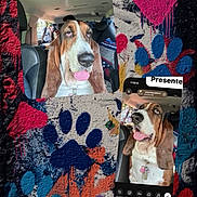Maya is registered to the contest to win money with this photo: animal, basset_hound, canine, car_interior, closeup, collage, colorful, dog, funny, graffiti, heart_shape, paw_prints, pet, playful, portrait, seat, text_overlay, tongue_out, vehicle, window