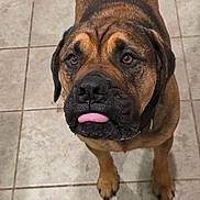 Tank joined the competition — help win amazing prizes! dog, brown_dog, pet, tongue_out, tile_floor, indoor, canine, looking_up, cute, animal, mammal, domestic_animal, friendly, companion, fur, ears, paws, snout, brown_fur, expression