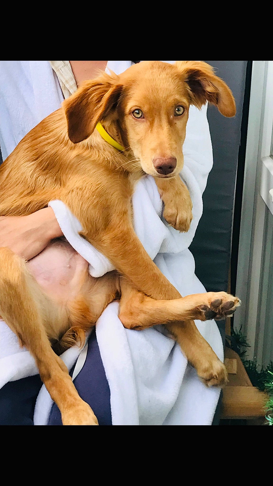 Pablo a rejoint le concours — aidez-le/la à gagner de superbes lots ! canidae, carnivore, collar, comfort, companion_dog, dog, dog_breed, dog_supply, ear, fawn, fur, liver, paw, plant, retriever, snout, sporting_group, tail, whiskers, working_animal