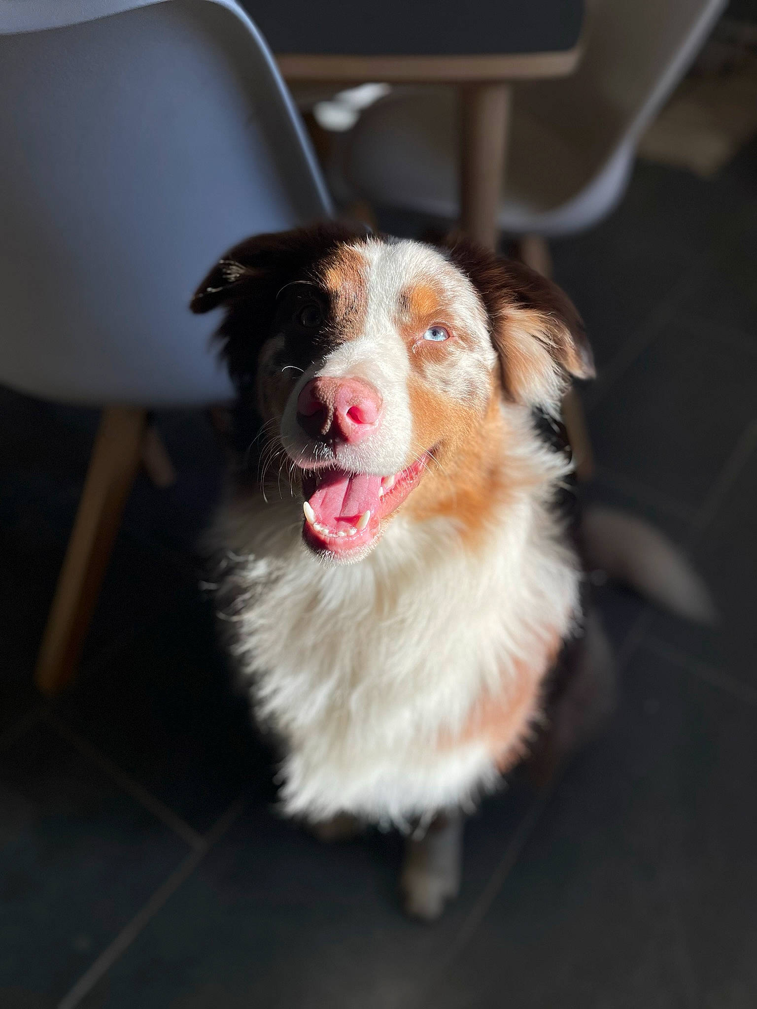 Arlo a rejoint le concours — aidez-le/la à gagner de superbes lots ! australian_collie, australian_shepherd, border_collie, carnivore, chair, companion_dog, couch, dog, dog_breed, fang, felidae, fur, herding_dog, paw, spaniel, sporting_group, terrier, toy_dog, whiskers, yawn