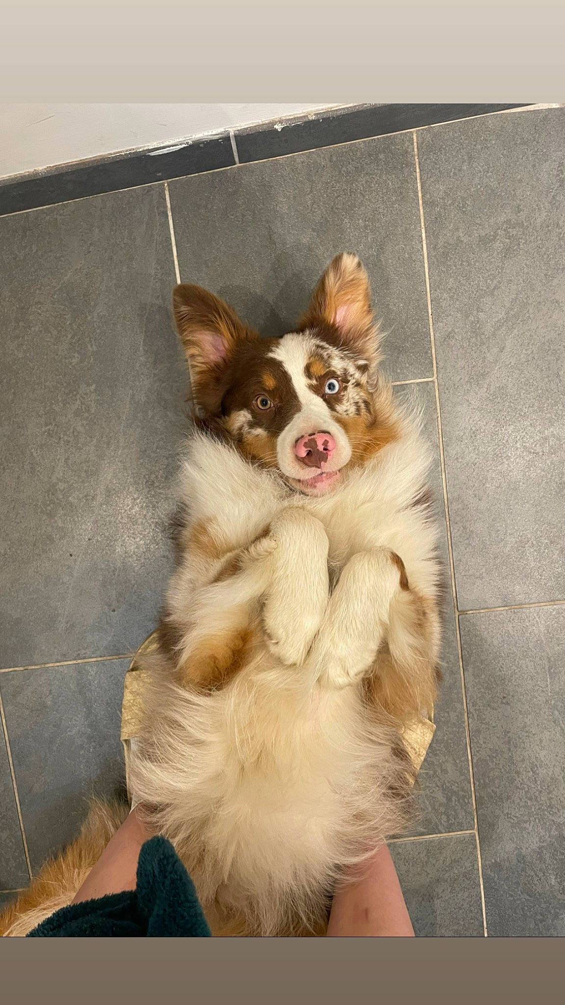 Arlo a rejoint le concours — aidez-le/la à gagner de superbes lots ! canidae, carnivore, companion_dog, dog, dog_breed, dog_supply, door, fawn, fur, papillon, paw, pet_supply, snout, sporting_group, terrestrial_animal, toy_dog, volpino_italiano, whiskers, working_animal, working_dog