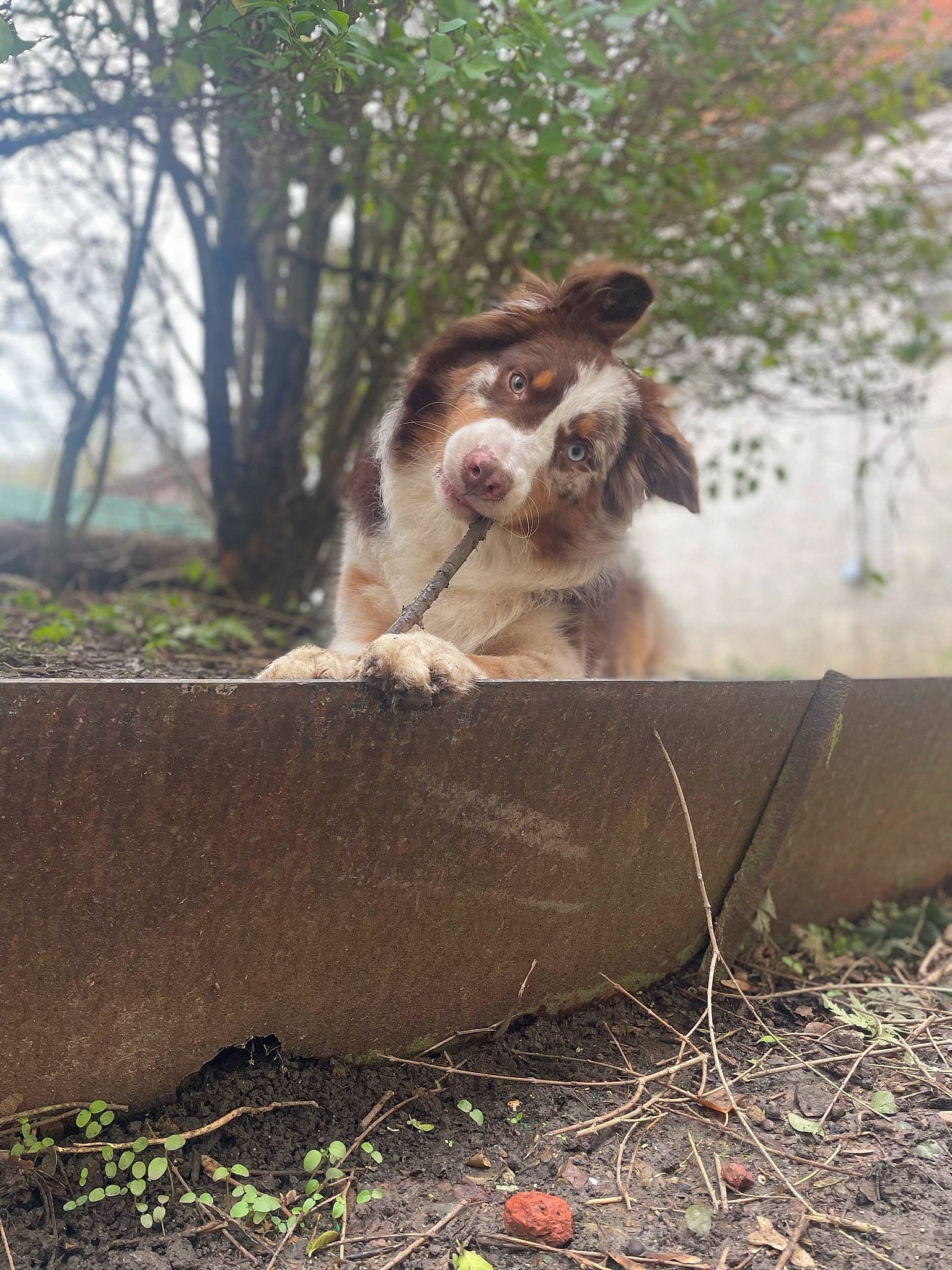 Arlo a rejoint le concours — aidez-le/la à gagner de superbes lots ! canidae, carnivore, companion_dog, dog, dog_breed, fawn, fur, grass, gun_dog, liver, plant, snout, soil, sporting_group, tree, twig, whiskers, wildlife, wood, working_animal