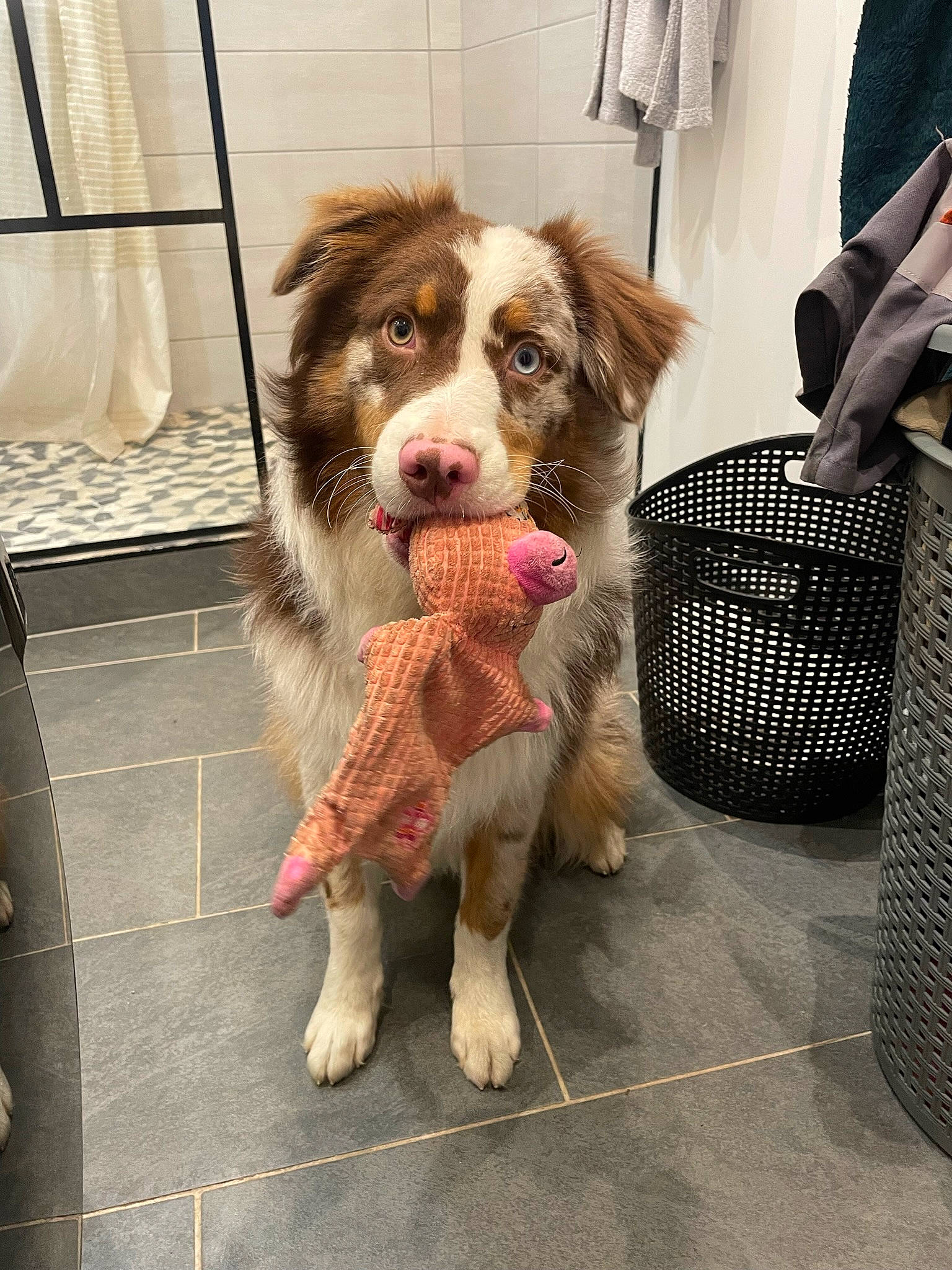 Arlo participe au concours pour gagner de l'argent avec cette photo : brittany, canidae, carnivore, companion_dog, dog, dog_breed, dog_supply, fawn, fur, leash, liver, luggage_and_bags, paw, snout, spaniel, sporting_group, terrestrial_animal, toy_dog, whiskers, working_animal