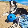 Usko a rejoint le concours — aidez-le/la à gagner de superbes lots ! animal, beach, beach_bag, blue_sky, canine, daytime, dog, dunes, flip_flops, leisure, nature, outdoor, pet, play, relaxing, sand, soccer_ball, summer, sunny, vacation