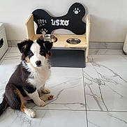 Usko participe au concours pour gagner de l'argent avec cette photo : animal, black, bowls, brown, cute, dog, feeding_station, floor, fur, home, indoor, marble_floor, pet, pet_food, puppy, sitting, tricolor, white, wooden, young