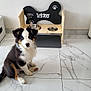 animal, black, bowls, brown, cute, dog, feeding_station, floor, fur, home, indoor, marble_floor, pet, pet_food, puppy, sitting, tricolor, white, wooden, young