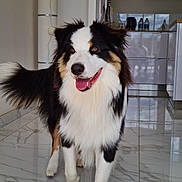 Usko a rejoint le concours — aidez-le/la à gagner de superbes lots ! dog, happy, tongue_out, black, white, brown, fur, pet, indoor, kitchen, floor, tile, animal, canine, standing, smiling, friendly, domestic, companion, cute