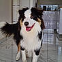 dog, happy, tongue_out, black, white, brown, fur, pet, indoor, kitchen, floor, tile, animal, canine, standing, smiling, friendly, domestic, companion, cute