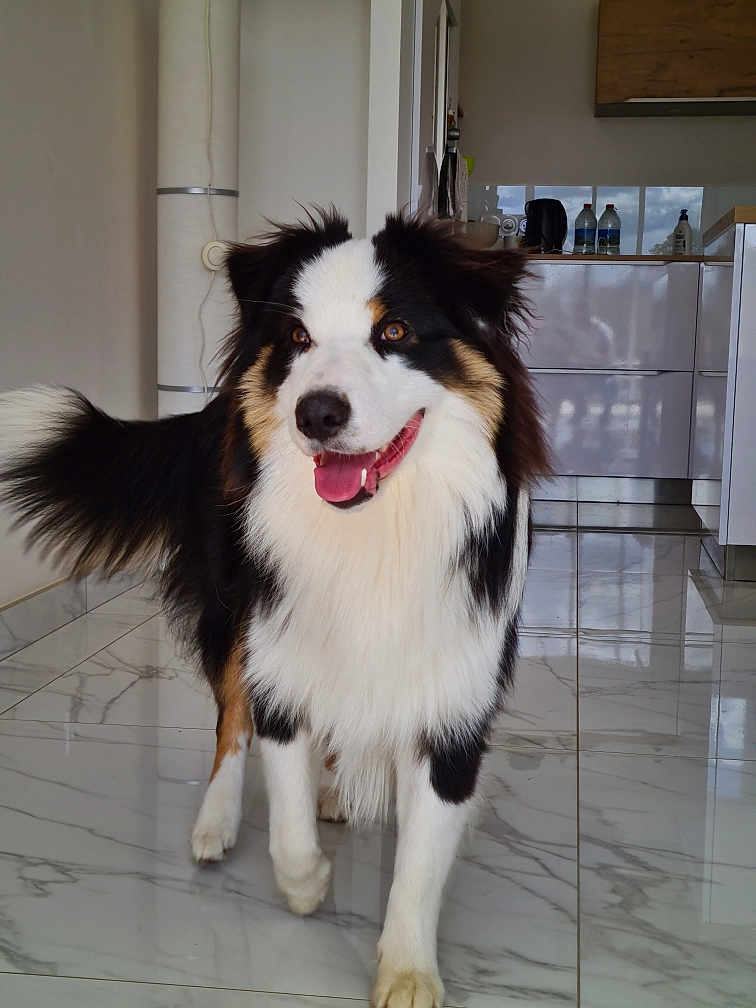Usko a rejoint le concours — aidez-le/la à gagner de superbes lots ! dog, happy, tongue_out, black, white, brown, fur, pet, indoor, kitchen, floor, tile, animal, canine, standing, smiling, friendly, domestic, companion, cute