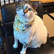 Schrödinger joined the competition — help win amazing prizes! cat, green_eyes, bandana, animal_print, chair, leather, indoor, window, blinds, table, wooden, pet, feline, sitting, portrait, cute, domestic_animal, whiskers, fur, curious