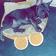 Vicky a rejoint le concours — aidez-le/la à gagner de superbes lots ! animal, bostonbull, boxer, bread, bulldog, canine, dog, face, food, frenchbulldog, head, mat, person, pet, pitbull, puppy, saucer, sleeping