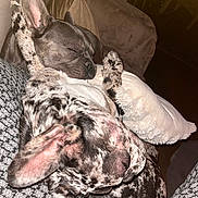 Vasko participe au concours pour gagner de l'argent avec cette photo : dog, french_bulldog, sleeping, cozy, couch, blanket, indoor, pet, snuggling, relaxed, companion, fur, ears, paw, animal, cute, domestic, friendship, resting, home