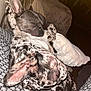 dog, french_bulldog, sleeping, cozy, couch, blanket, indoor, pet, snuggling, relaxed, companion, fur, ears, paw, animal, cute, domestic, friendship, resting, home