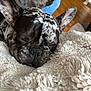 dog, french_bulldog, sleeping, close_up, blanket, fluffy, indoor, resting, pet, animal, canine, cozy, nap, fur, ears, snout, wooden_floor, background, relaxation, domestic