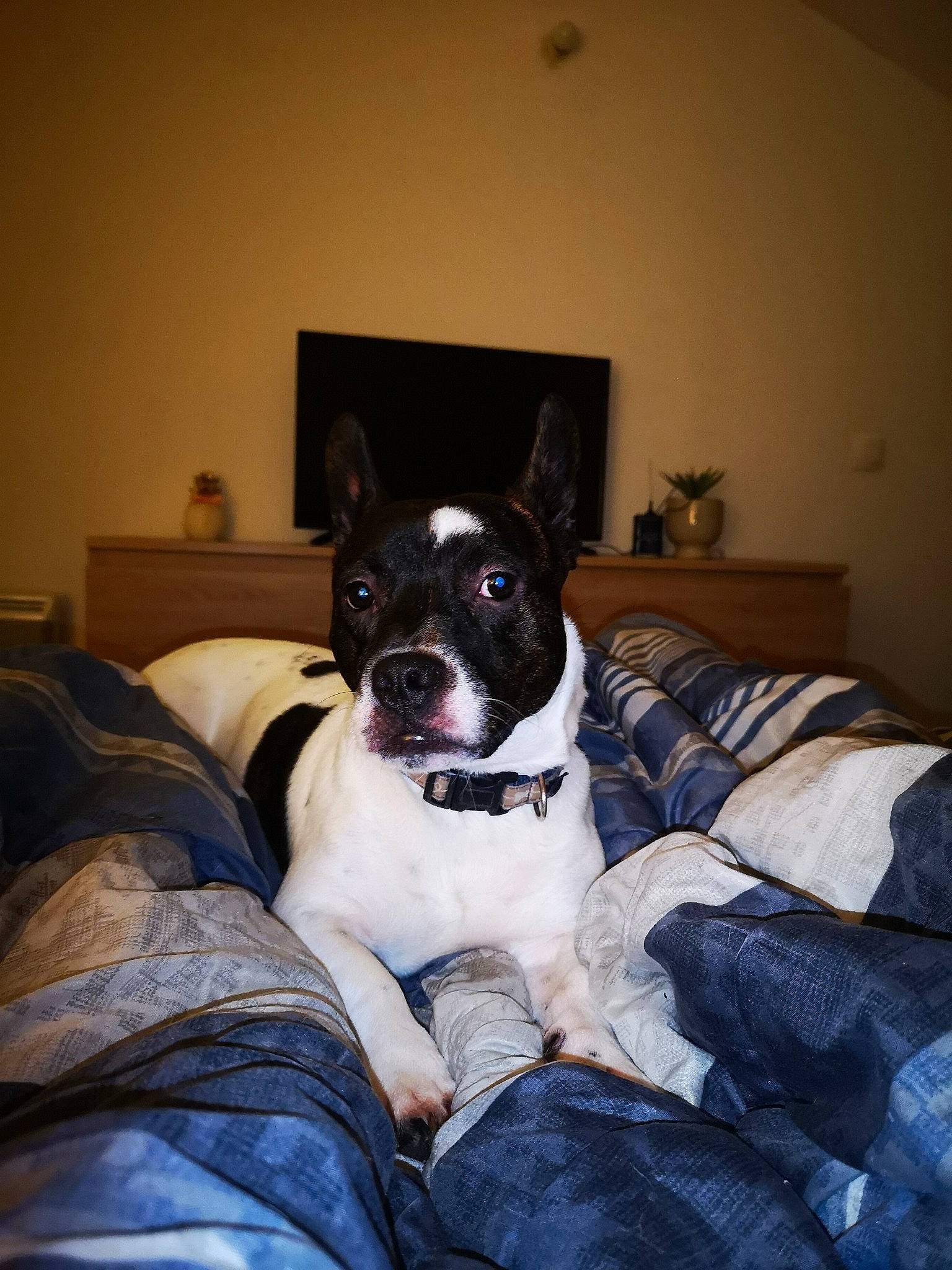 Pasha a rejoint le concours — aidez-le/la à gagner de superbes lots ! american_pit_bull_terrier, american_staffordshire_terrier, boston_terrier, canidae, carnivore, dog, dog_breed, ear, fawn, furniture, mammal, non_sporting_group, nose, puppy, sitting, snout, sporting_group, vertebrate, whiskers