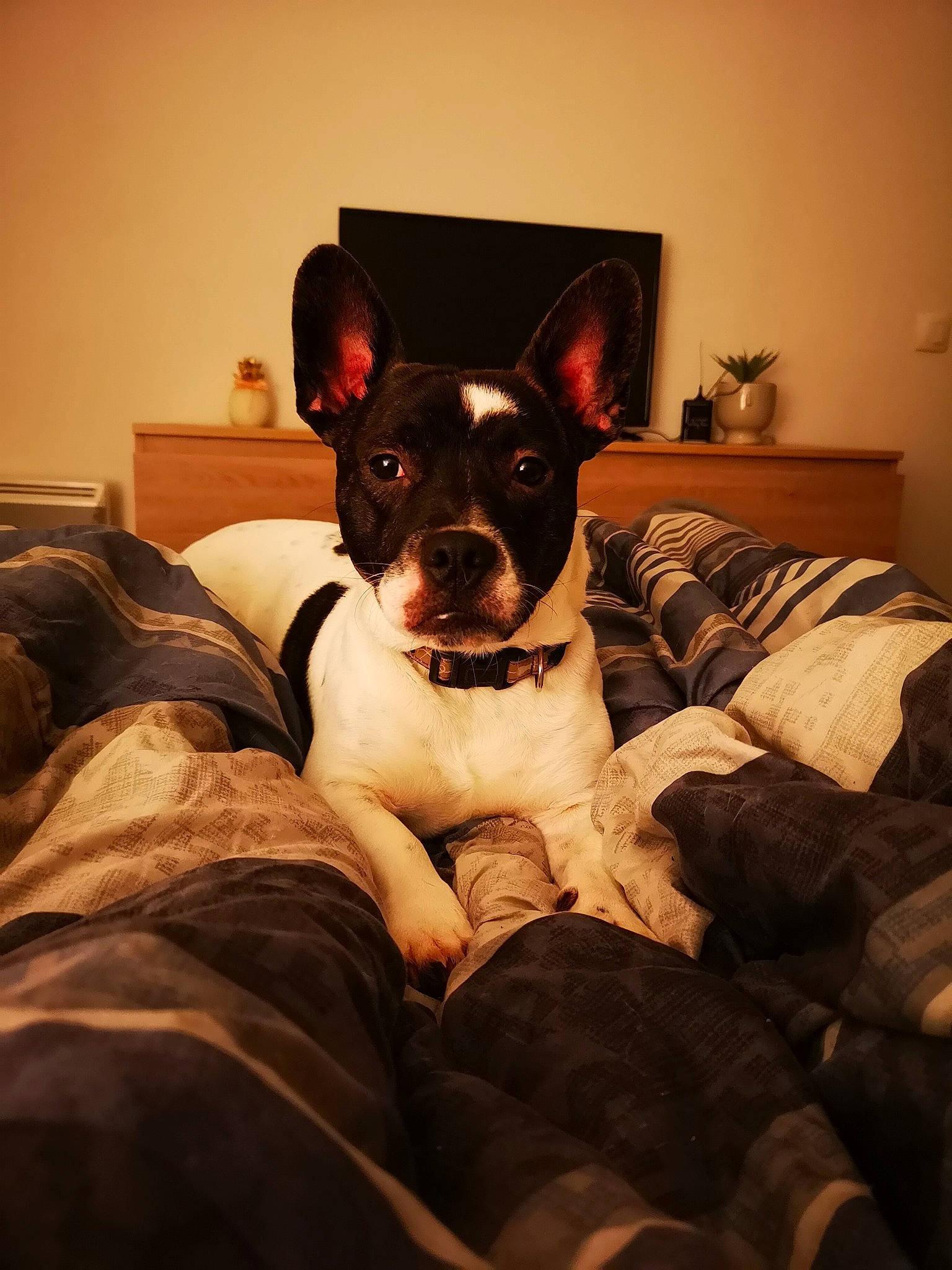 Pasha participe au concours pour gagner de l'argent avec cette photo : american_staffordshire_terrier, bull_and_terrier, canidae, carnivore, companion_dog, dog, dog_breed, ear, fawn, french_bulldog, mammal, non_sporting_group, old_english_terrier, rat_terrier, snout, teddy_roosevelt_terrier, vertebrate