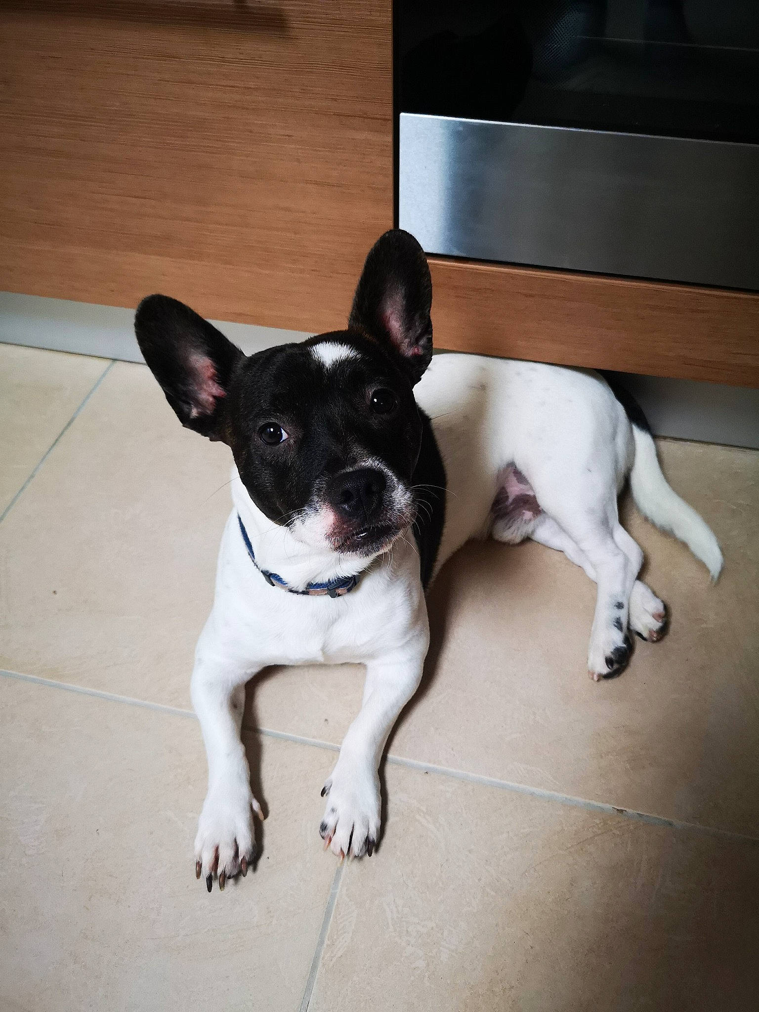 Pasha participe au concours pour gagner de l'argent avec cette photo : boston_terrier, canidae, carnivore, companion_dog, dog, dog_breed, fawn, floor, french_bulldog, mammal, non_sporting_group, puppy, rare_breed_dog, skin, snout, sporting_group, tail, vertebrate