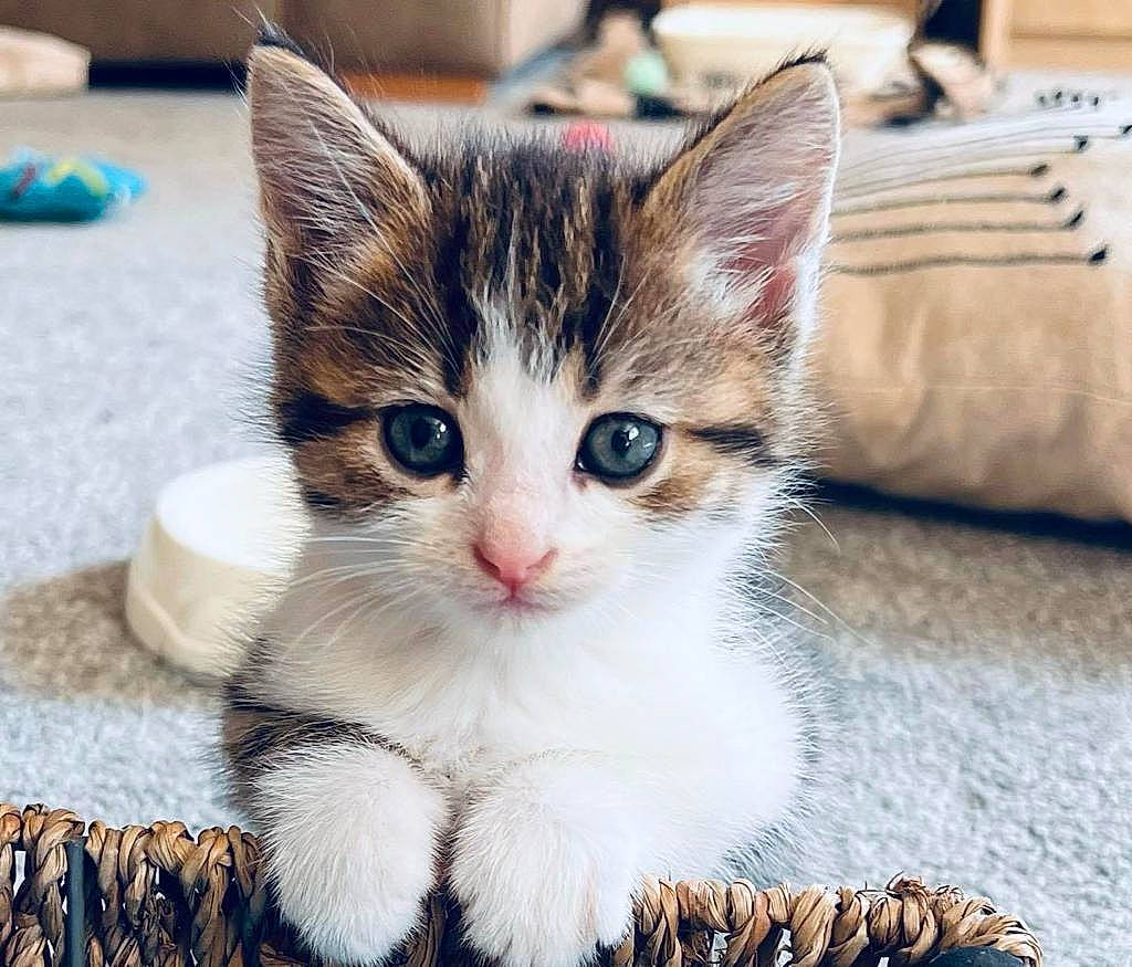 Darcy is registered to the contest to win money with this photo: carnivore, cat, claw, domestic_short_haired_cat, fawn, felidae, foot, fur, paw, small_to_medium_sized_cats, snout, tail, whiskers