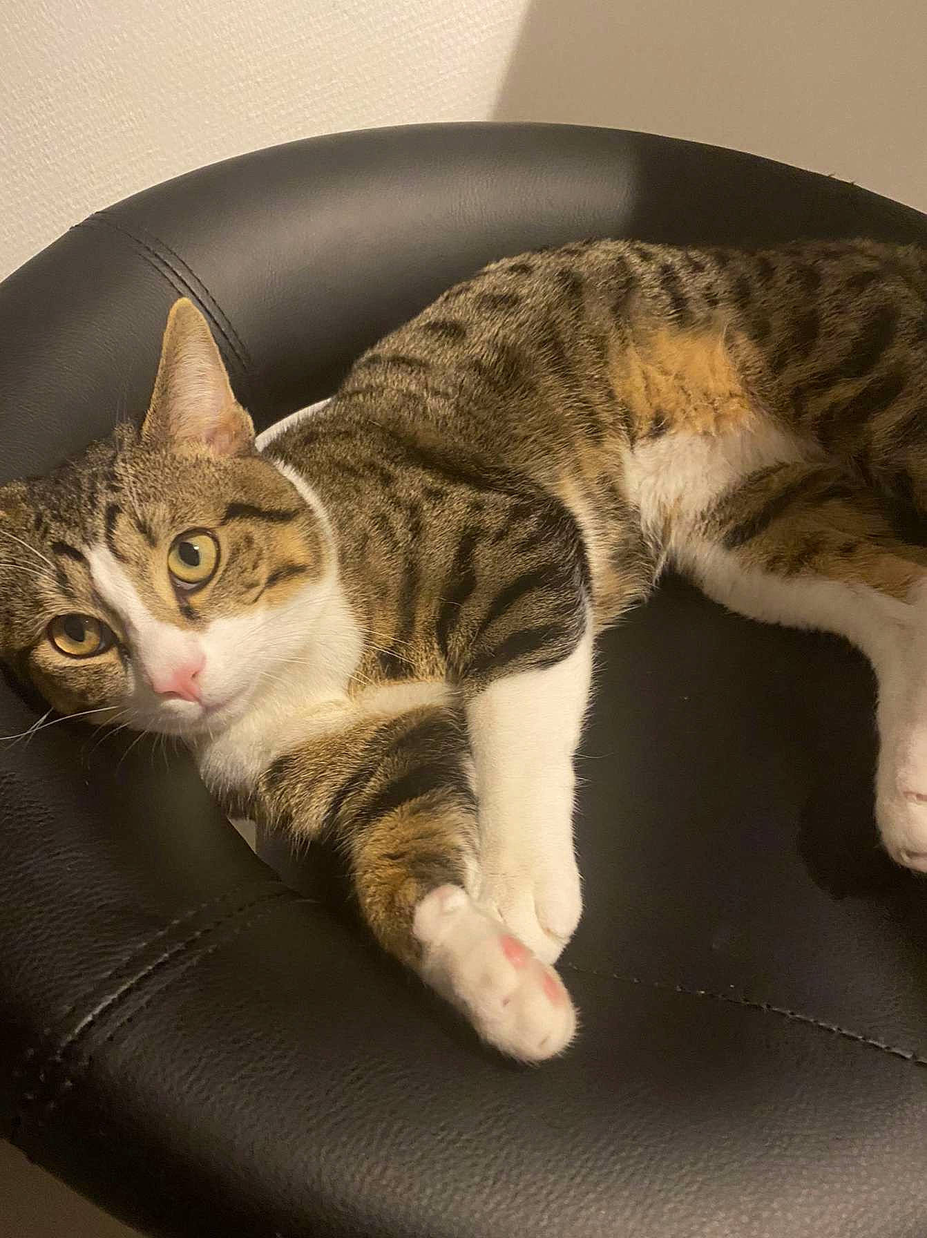 Nevada participe au concours pour gagner de l'argent avec cette photo : carnivore, cat, comfort, domestic_short_haired_cat, eye, felidae, fur, paw, small_to_medium_sized_cats, snout, tail, whiskers, window