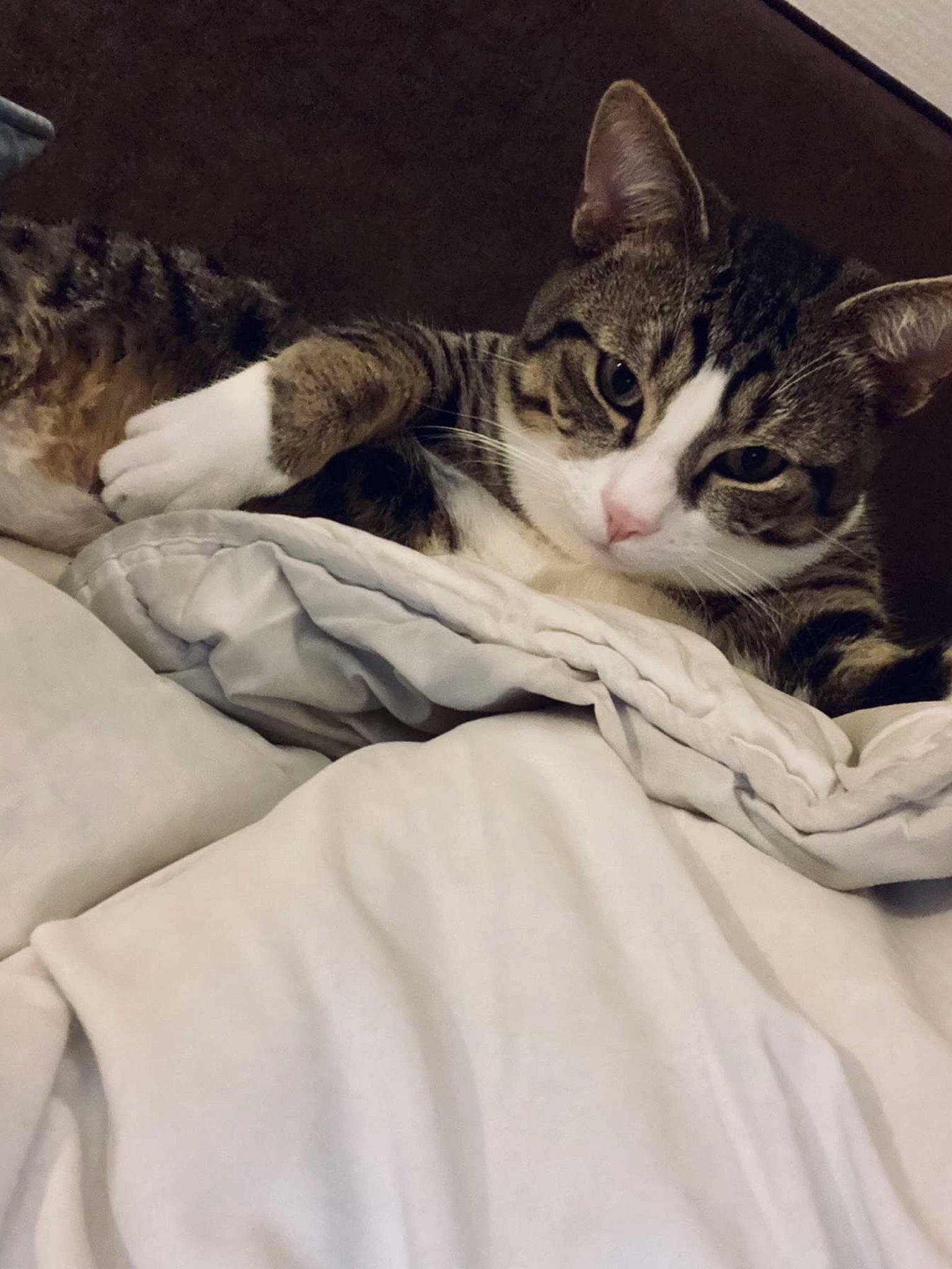 Nevada participe au concours pour gagner de l'argent avec cette photo : bed, bed_sheet, bedding, carnivore, cat, claw, comfort, domestic_short_haired_cat, felidae, fur, grey, human_leg, linens, nap, paw, sand, small_to_medium_sized_cats, snout, tail, whiskers