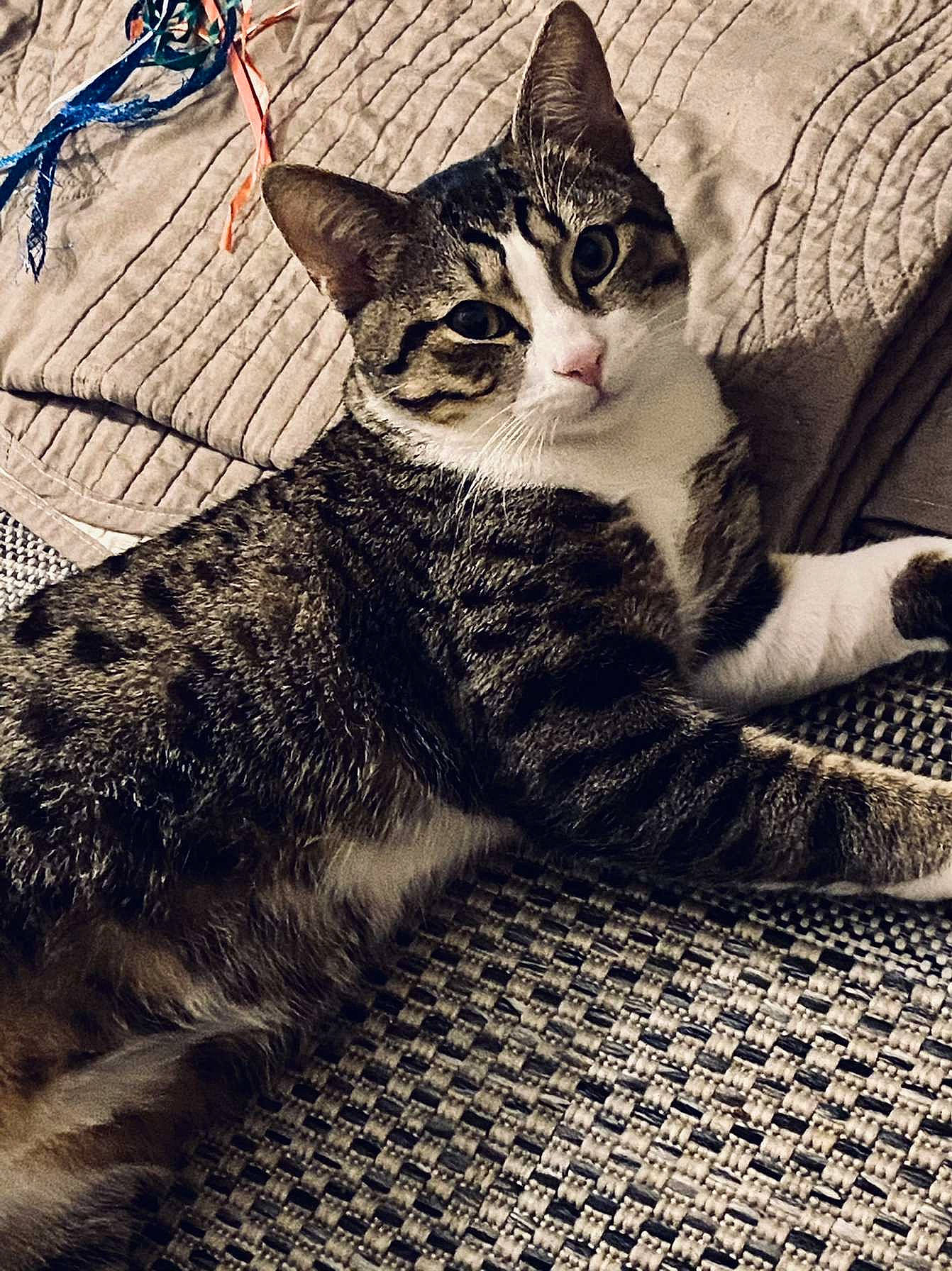 Nevada participe au concours pour gagner de l'argent avec cette photo : carnivore, cat, claw, comfort, domestic_short_haired_cat, eye, felidae, foot, fur, monochrome_photography, paw, photo_caption, sitting, small_to_medium_sized_cats, snout, tail, terrestrial_animal, tree, whiskers, wildlife