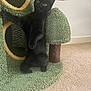 Nova joined the competition — help win amazing prizes! black_cat, kitten, cat_tree, carpet, indoor, pet, feline, standing, curious, fur, ears, animal, toy, home, cute, playful, young, texture, soft, carpeted_floor