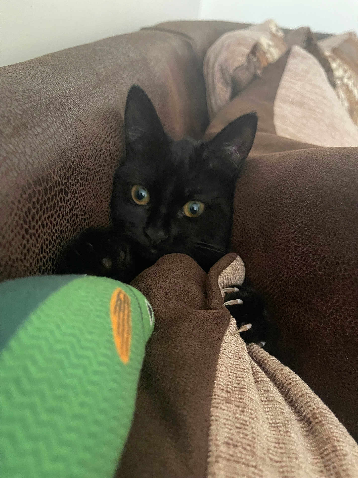 Nova