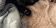 Nova joined the competition — help win amazing prizes! black_kitten, cat, blanket, cozy, couch, curious, feline, fur, indoor, kitten, looking, paw, pet, playful, resting, snuggled, soft_texture, wide_eyes, young_cat, brown_cushion