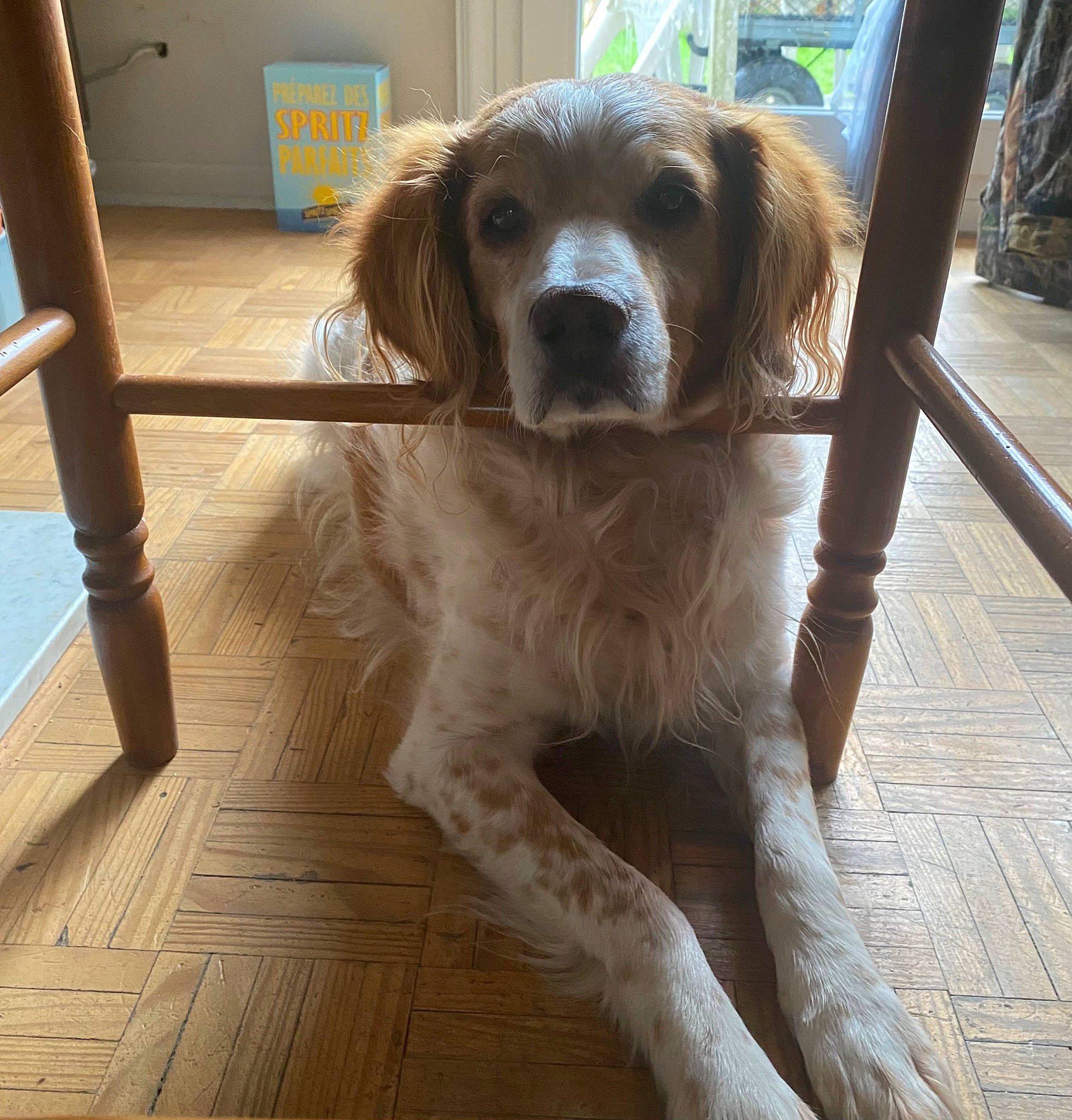 Eclair participe au concours pour gagner de l'argent avec cette photo : canidae, carnivore, chair, companion_dog, dog, dog_breed, fawn, floor, flooring, fur, gun_dog, hardwood, liver, plank, snout, spaniel, sporting_group, wood, wood_flooring, working_animal