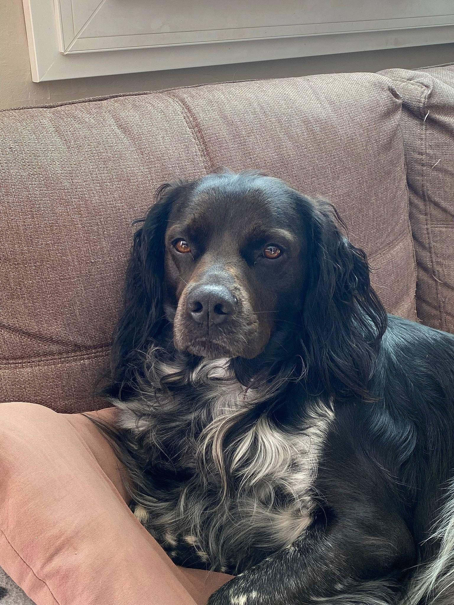 Rox a rejoint le concours — aidez-le/la à gagner de superbes lots ! canidae, carnivore, cocker_spaniel, comfort, companion_dog, couch, dog, dog_breed, fur, grey, gun_dog, liver, retriever, russian_spaniel, snout, spaniel, sporting_group, whiskers, working_animal, working_dog