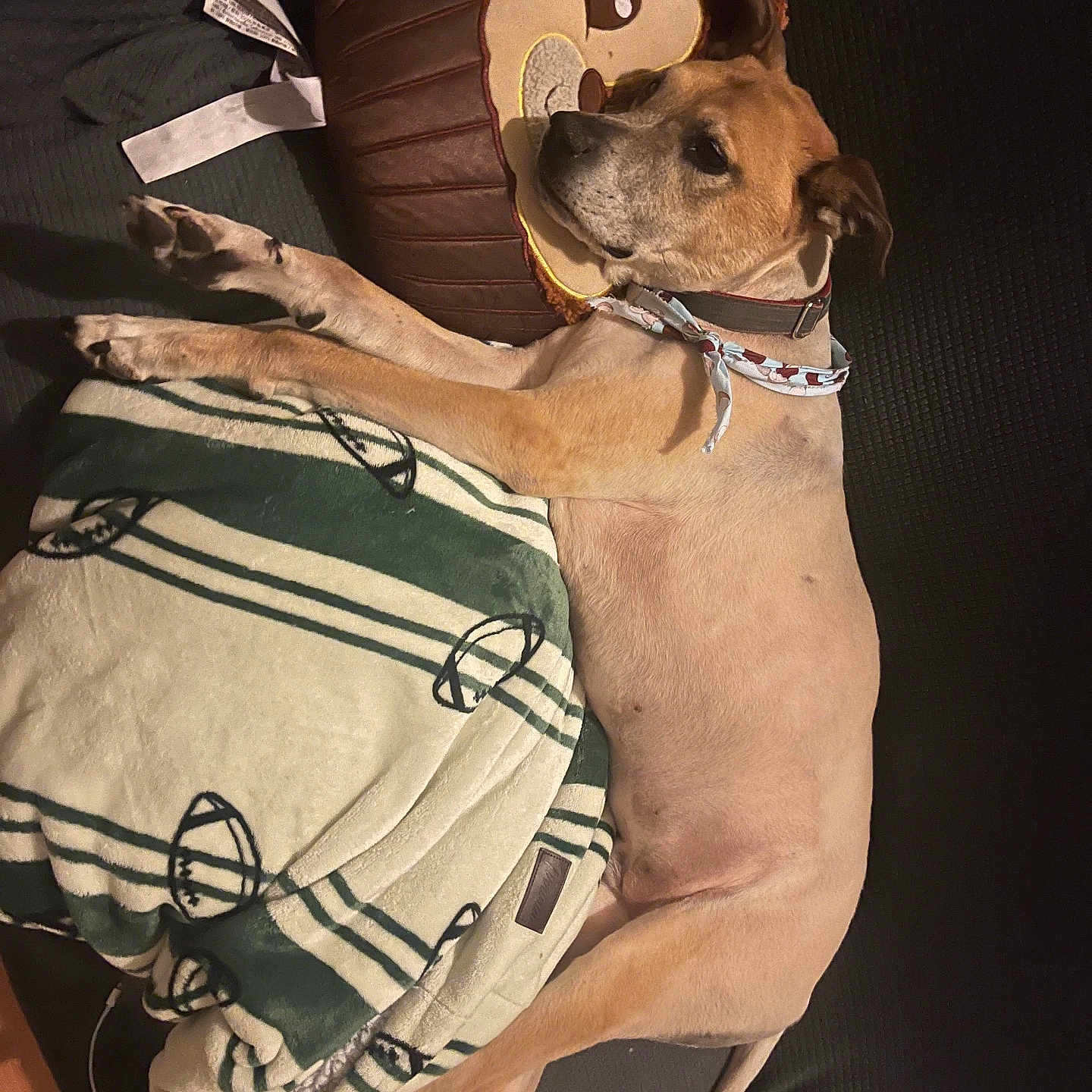 Nuggles is registered to the contest to win money with this photo: accessories, animal, bag, canine, clothing, couch, cushion, dog, footwear, furniture, handbag, homedecor, hound, linen, pet, puppy, purse, sandal, shoe, strap