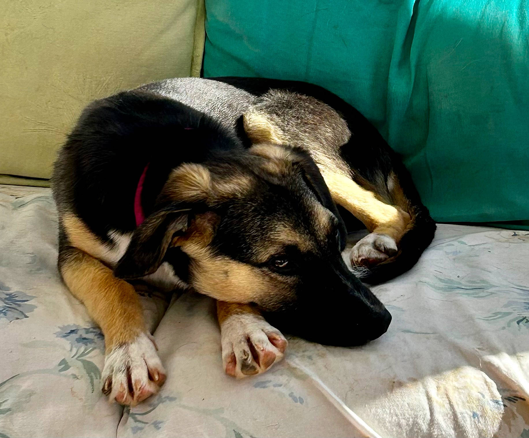 Métiss a rejoint le concours — aidez-le/la à gagner de superbes lots ! canidae, carnivore, comfort, companion_dog, dog, dog_breed, fur, guard_dog, mammal, paw, puppy, sporting_group, terrestrial_animal, working_animal, working_dog