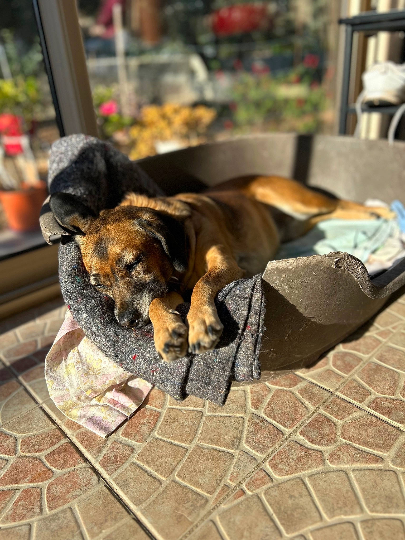 Stella a rejoint le concours — aidez-le/la à gagner de superbes lots ! canidae, carnivore, cobblestone, collar, comfort, companion_dog, dog, dog_breed, dog_supply, fawn, flooring, guard_dog, houseplant, metal, pet_supply, plant, sporting_group, tail, working_animal, working_dog