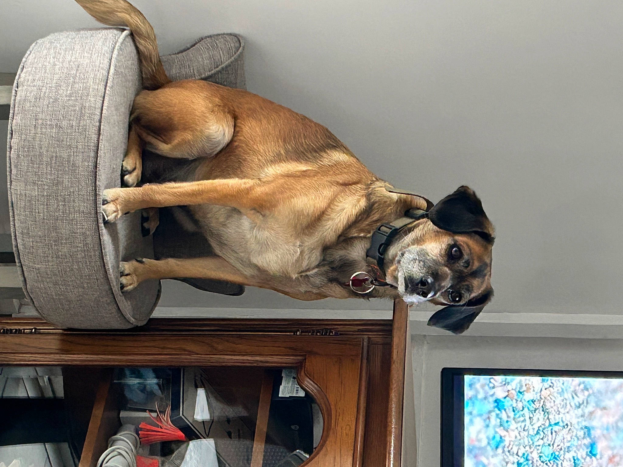 Stella participe au concours pour gagner de l'argent avec cette photo : automotive_tire, carnivore, collar, companion_dog, dog, dog_breed, dog_collar, fawn, fender, liver, snout, sporting_group, television, tire, tread, vehicle, wheel, window, wood, working_animal