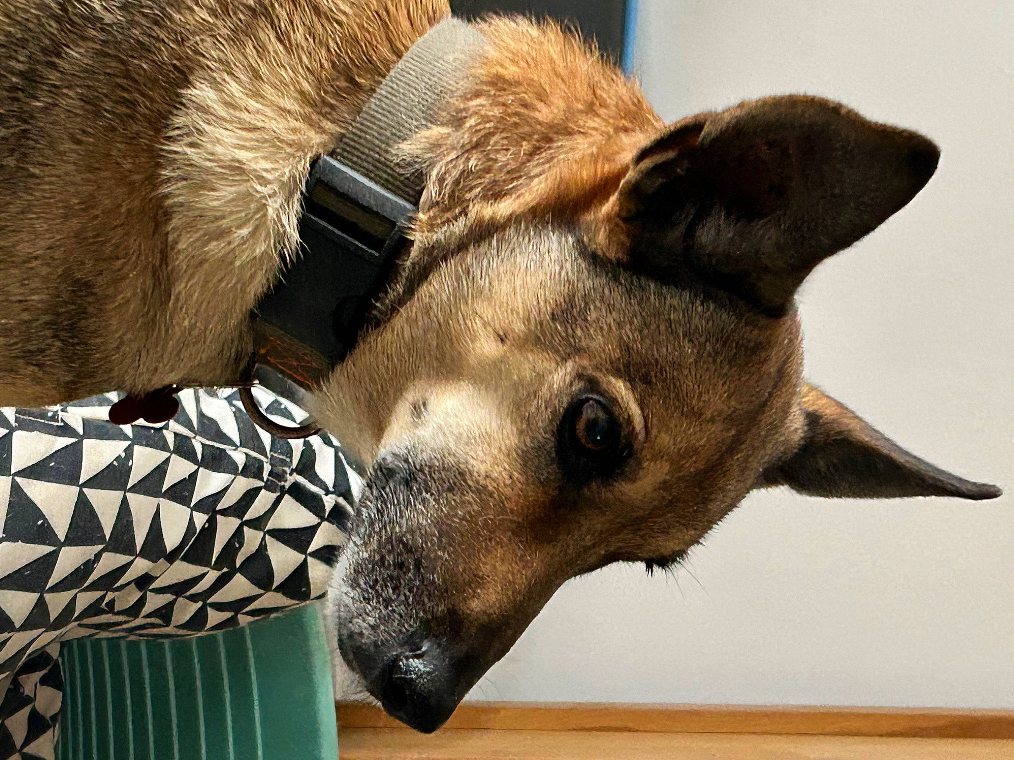 Louna participe au concours pour gagner de l'argent avec cette photo : carnivore, dog, dog_breed, fawn, fur, hide, metal, snout, sporting_group, terrestrial_animal, whiskers, wildlife, wood, working_animal