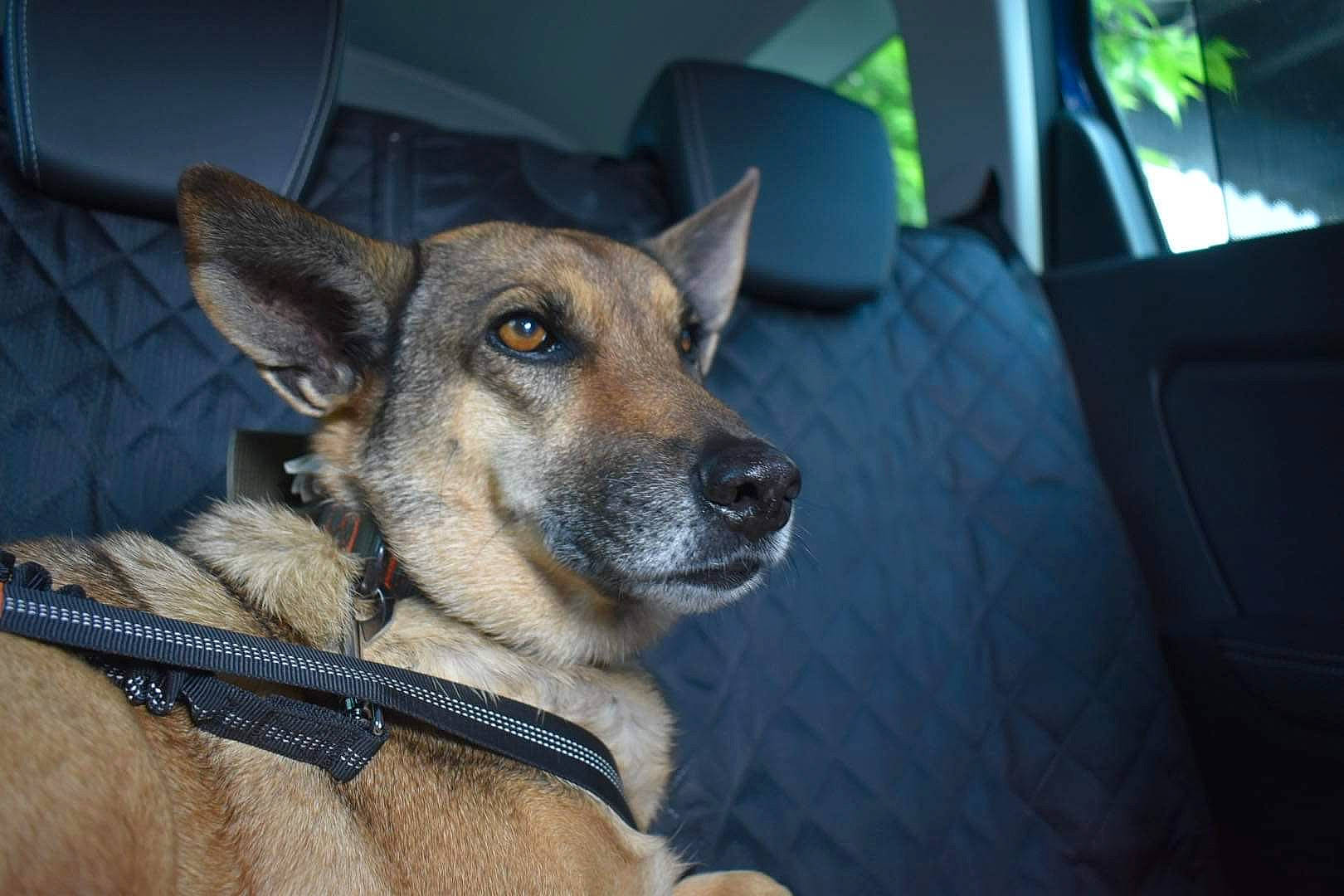 Louna a rejoint le concours — aidez-le/la à gagner de superbes lots ! ancient_dog_breeds, canidae, canis, carnivore, collar, companion_dog, dog, dog_breed, dog_collar, fawn, fur, german_shepherd_dog, herding_dog, jaw, sporting_group, terrestrial_animal, whiskers, window, working_animal, working_dog