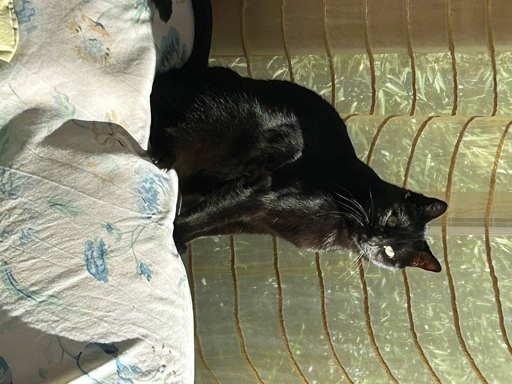 Mango participe au concours pour gagner de l'argent avec cette photo : bat, black_cat, bombay, canidae, carnivore, cat, claw, comfort, dog_breed, domestic_short_haired_cat, felidae, fur, guard_dog, pattern, small_to_medium_sized_cats, sporting_group, tail, terrestrial_animal, whiskers, wood