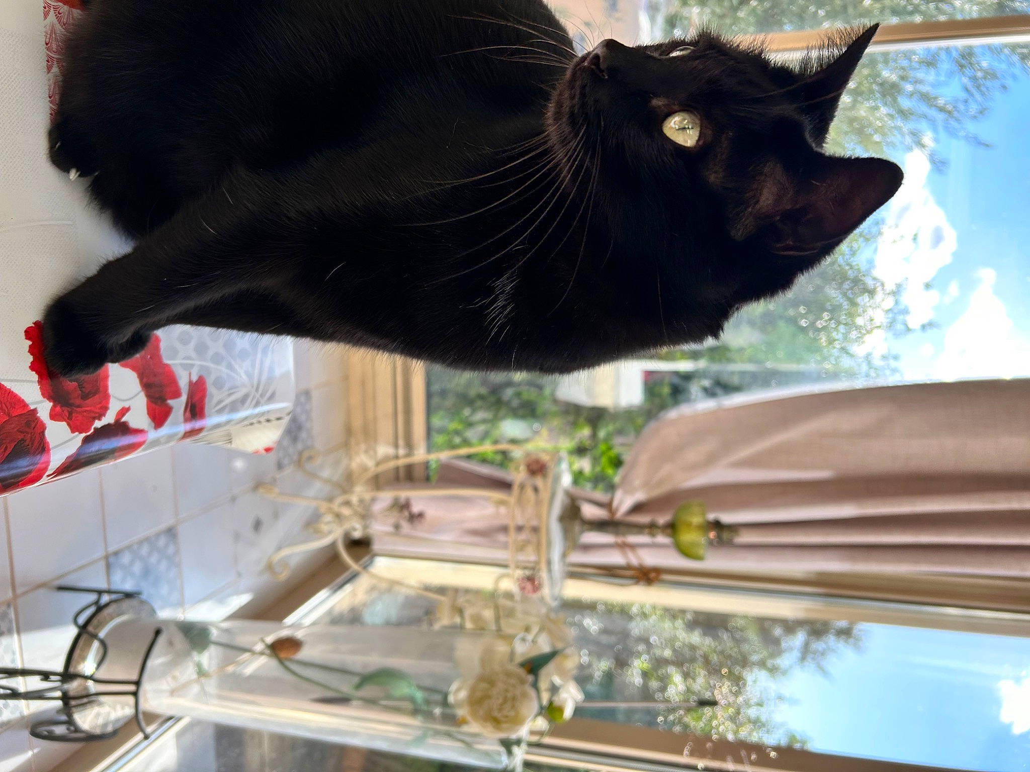 Mango a rejoint le concours — aidez-le/la à gagner de superbes lots ! black_cat, bombay, carnivore, cat, domestic_short_haired_cat, felidae, fur, light, plant, shade, sky, small_to_medium_sized_cats, snapshot, snout, tail, terrestrial_animal, tree, vertebrate, whiskers, window