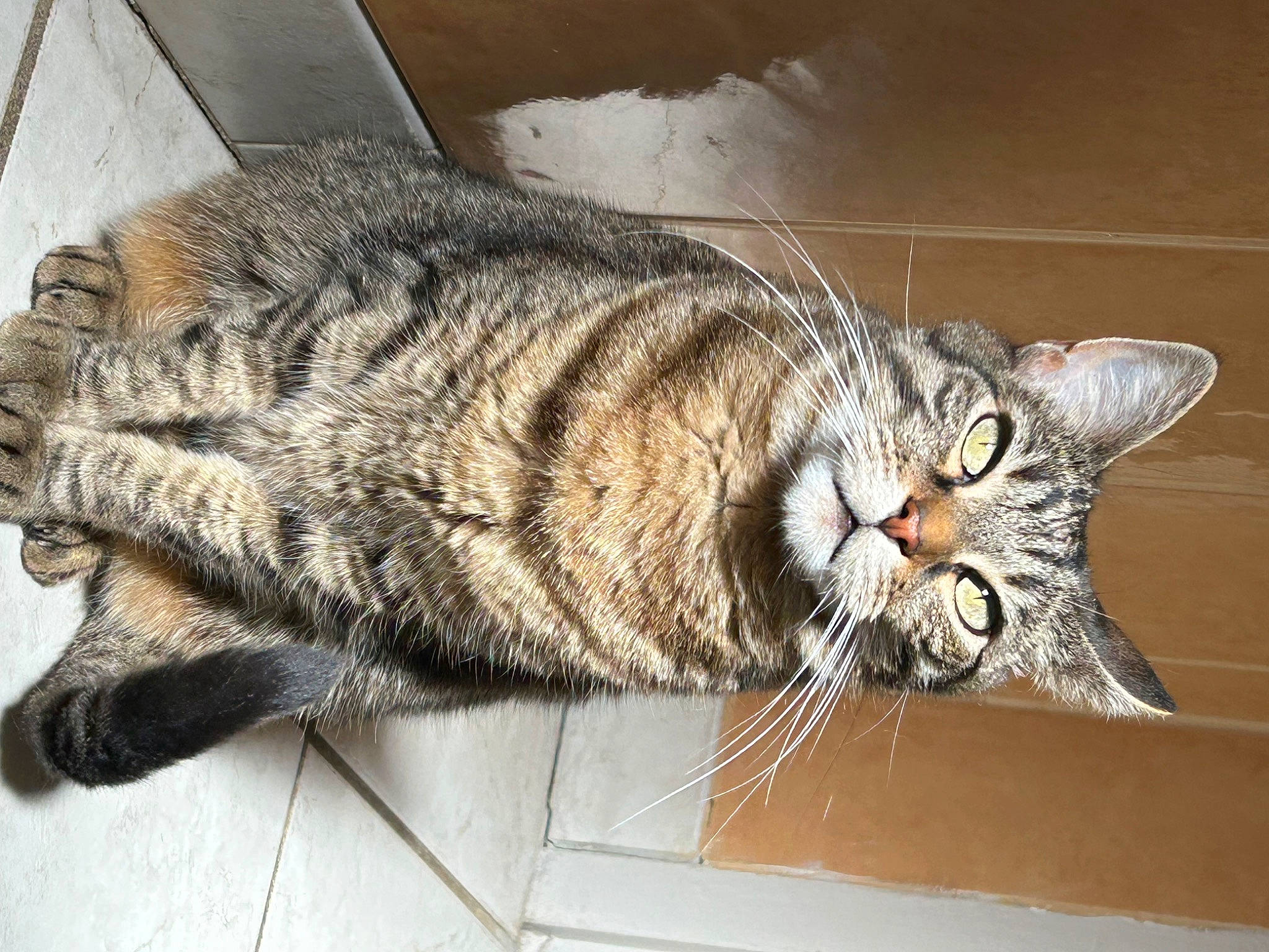 Lilou a rejoint le concours — aidez-le/la à gagner de superbes lots ! carnivore, cat, claw, comfort, domestic_short_haired_cat, felidae, fur, paw, small_to_medium_sized_cats, snout, tail, terrestrial_animal, whiskers, window