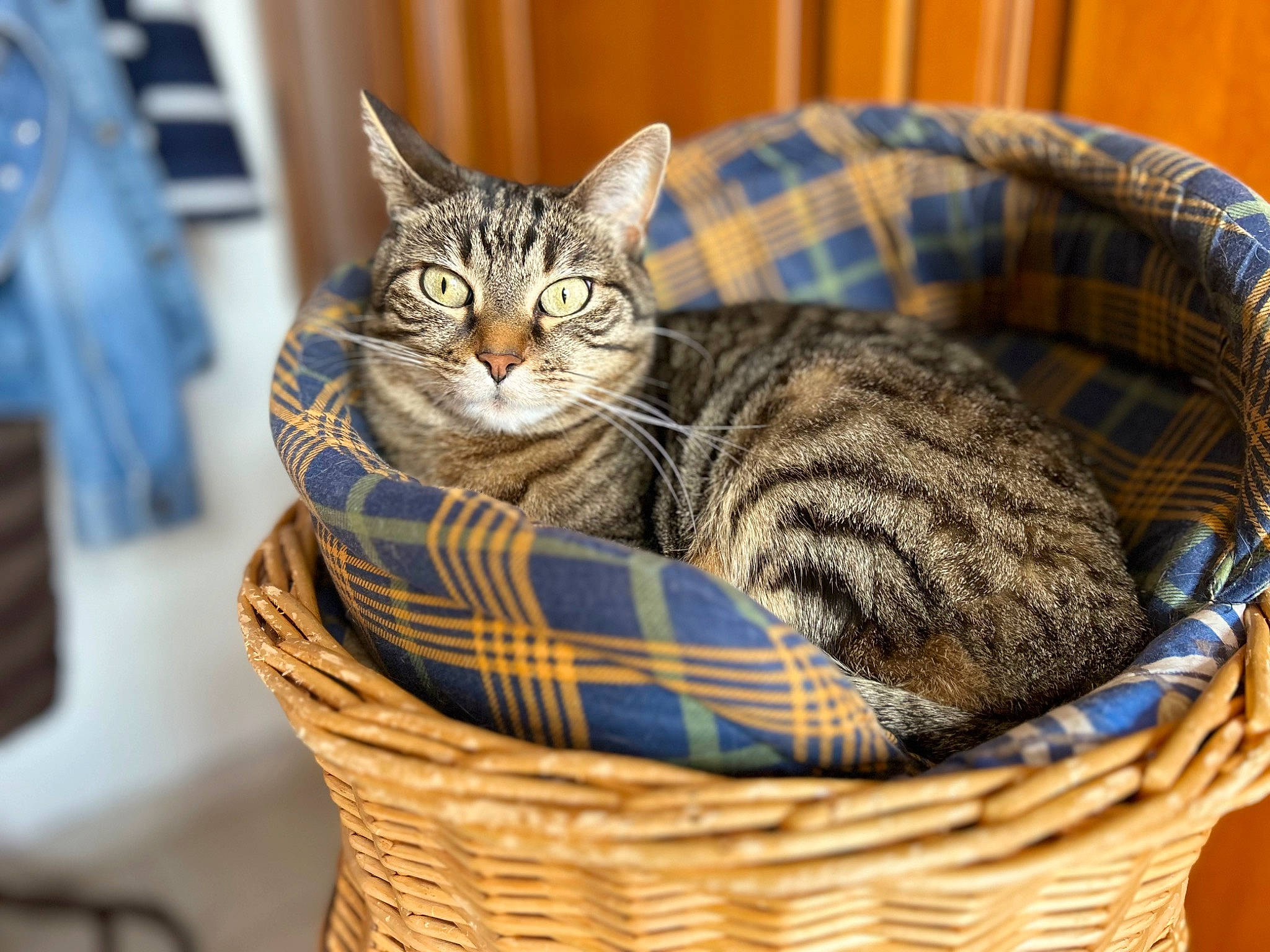 Lilou a rejoint le concours — aidez-le/la à gagner de superbes lots ! basket, carnivore, cat, cat_supply, comfort, domestic_short_haired_cat, felidae, fur, home_accessories, mammal, pattern, small_to_medium_sized_cats, snout, storage_basket, tartan, terrestrial_animal, vertebrate, whiskers, wicker, wood