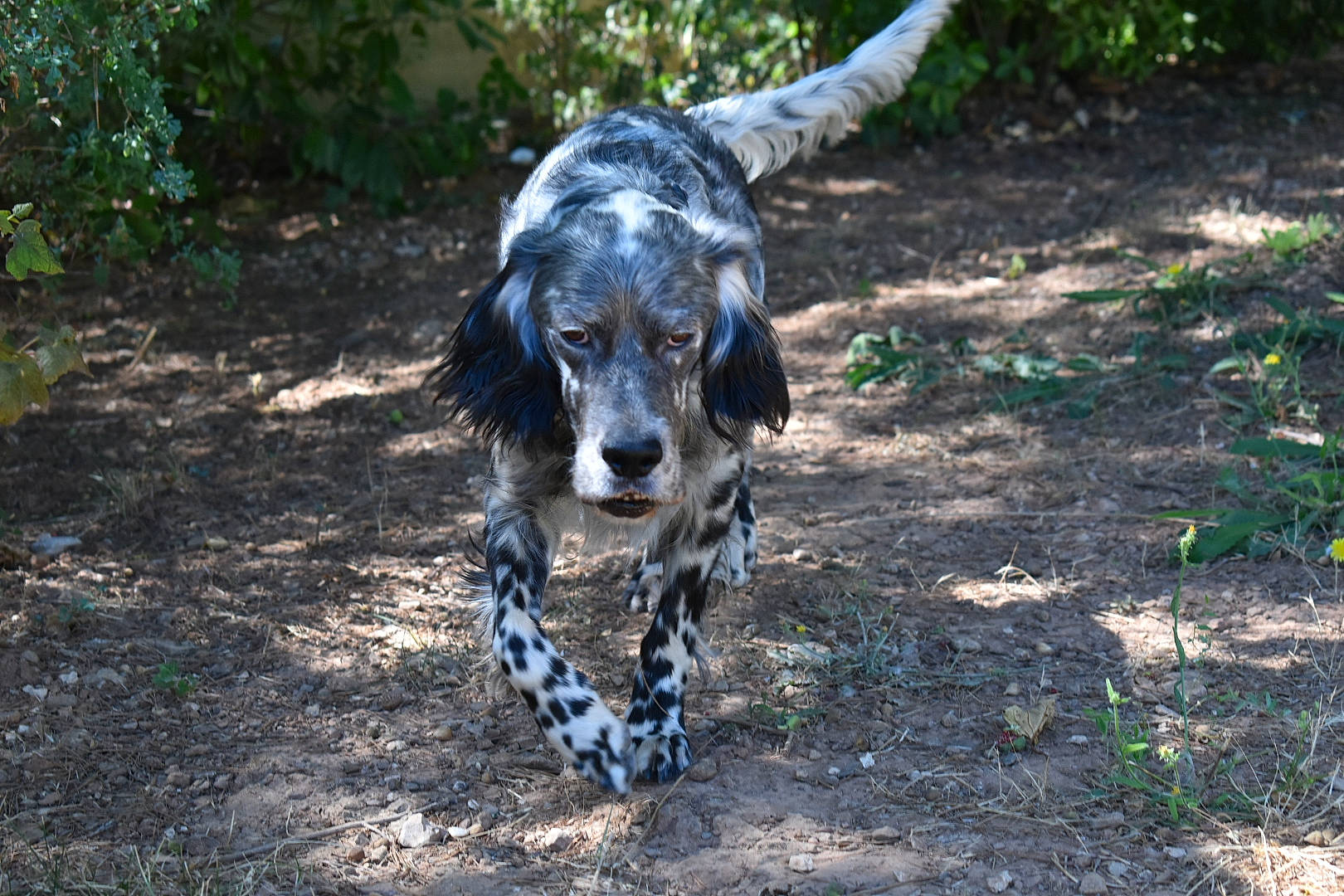 Ghismo a rejoint le concours — aidez-le/la à gagner de superbes lots ! braque_dauvergne, canidae, carnivore, companion_dog, dog, dog_breed, fur, grass, gun_dog, plant, snout, soil, spaniel, sporting_group, tail, terrestrial_animal, tree, whiskers, working_animal, working_dog
