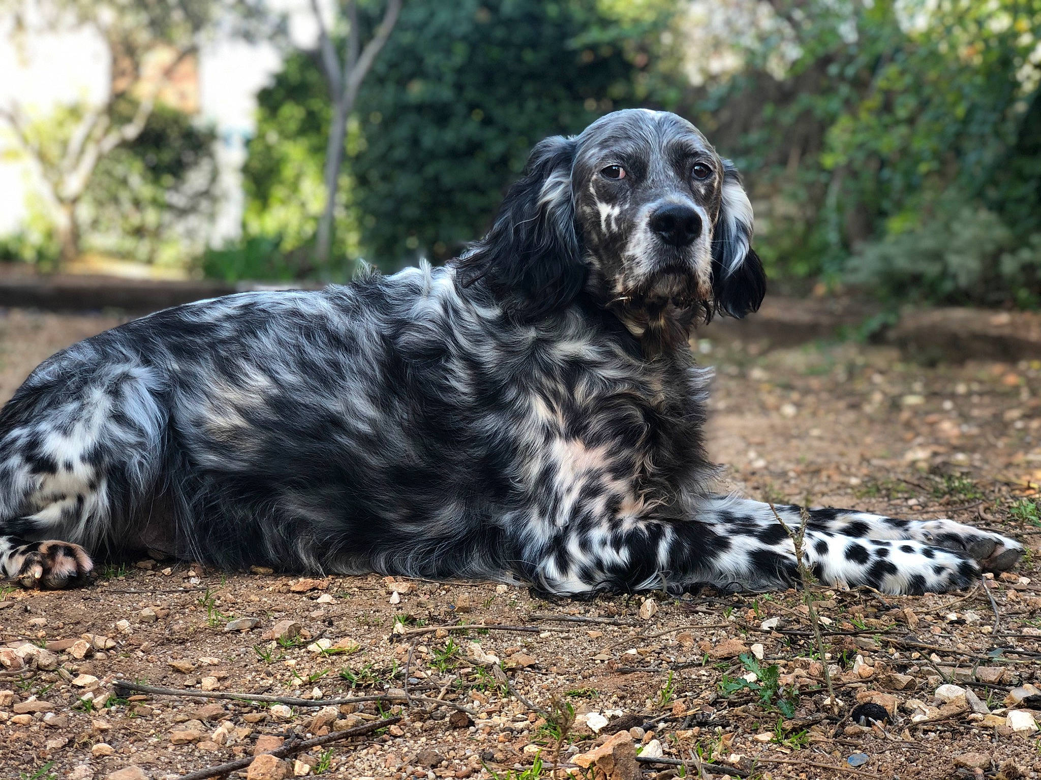 Ghismo participe au concours pour gagner de l'argent avec cette photo : bored, canidae, carnivore, companion_dog, dog, dog_breed, fur, grass, gun_dog, plant, snout, soil, spaniel, sporting_group, terrestrial_animal, tree, whiskers, wildlife, working_animal, working_dog