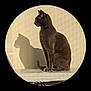 Pacha participe au concours pour gagner de l'argent avec cette photo : cat, grey_cat, shadow, sunlight, indoor, pet, feline, profile, sitting, animal, domestic_cat, fur, whiskers, ear, tail, quiet, calm, resting, surface, wall